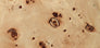 Burl