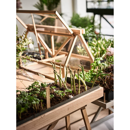 Greenhouse - Ash