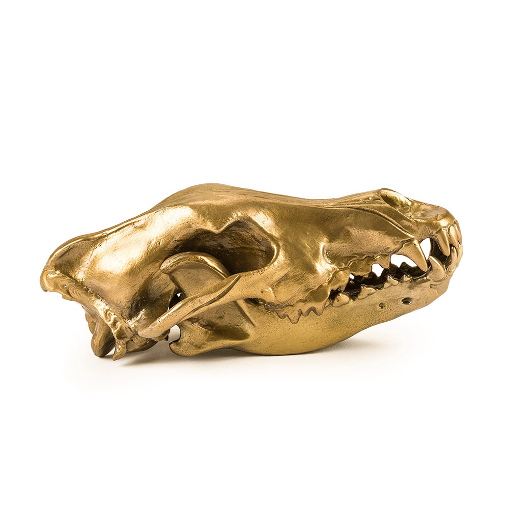 Wunderkammer Wolf Skull